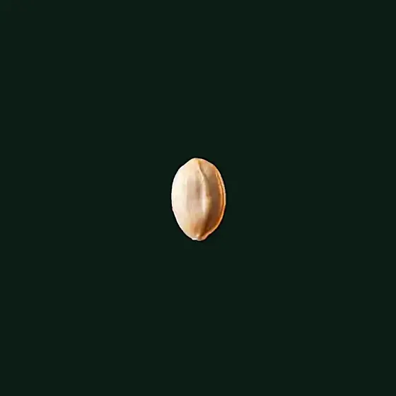 A single seed, the first stage of a Growize aeroponic crop cycle